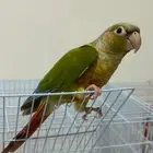 كنيور اليف وهدد خارجي ومتكلم