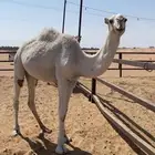 لقيه تلقي البرد ذا