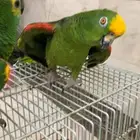 امزوني يلو كراون اليف وجريئ تم البيع