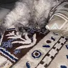قطه للتبني