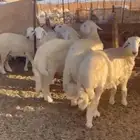 طليان ورخال حلال بر ونضيف ويوجد ذبح وتوصيل