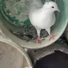 حمام شماسي ذكور توهن صغار
