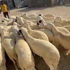 سواكن مرابي 6 شهور على شعير وذرة صفرا