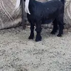 جفره عارضيه صنف