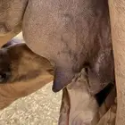خلفه منيح منوة القاني