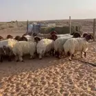 للبيع رخال نعيم طيبات