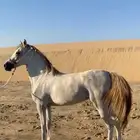 مهره جزيرية