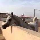 فرس لقاح 7 شهور تحتها مهره