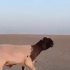 قصاص غنم نضيف
