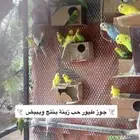 طيور حب بادجي