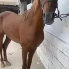 حصان شعبي