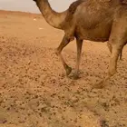 ناقه حايل