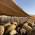 مطافيل منوة القناي العدد 15 معها 21