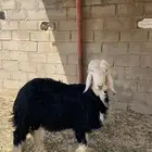 طلي
