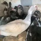 بط مصري