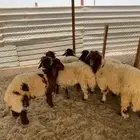 نعيم بلدي رخال وخرفان على شعير وبرسيم