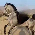 حصان عربي باوراق