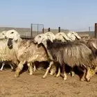 نجد رمليه للبيع