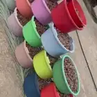 عرض خاص على تمر فنخاء الكهفة حبة جامبو كبيرة - حبة وسط