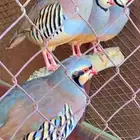 حجل