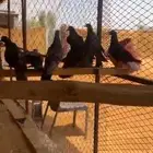 حمام قلابي للبيع