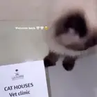 للبيع قطوه شيرازي العمر 8 شهور مطعمه ومعها شهادة