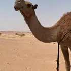 لقحه شعلا شماليه