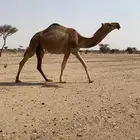 بكره هيافيه جذعه