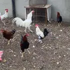 ديوك طيبه