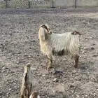 خلفه تم البيع