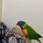 عصفور لوري