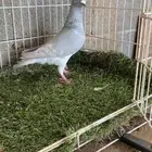 زاجل