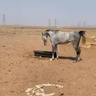 حصان قطعه فاخره شعبي الحد 5000