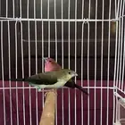 عصافير للبيع