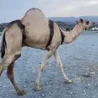 فرع اركي مشروع فحل للبيع