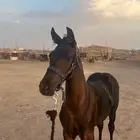 مهره دهماء شعبيه