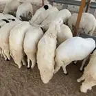 سواكن مرابي خمس شهور