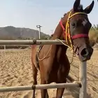حصان وراق