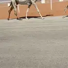 للبيع عشراء وضحاء تحتها بكرة