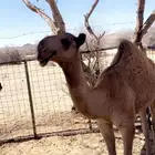 قعود