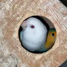 زوج روز منتج