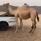 ملاقي ع ولاد