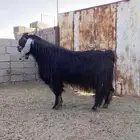 تيوس