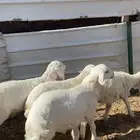 بهم حري طليااان
