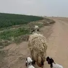 متاوم برخل وخروف