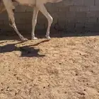 قعود حق اوضح رماني كفو للتواصل