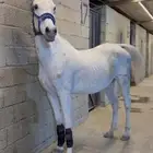 فرس شعبيه كفوو