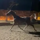 مهر شعبي