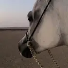 فرس واهو ومهرة واهو جمال