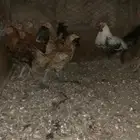 دجاجتين مفرخه وديك